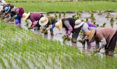 Parceria nas áreas de Agricultura e Pecuária